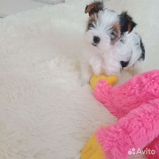 Девочка Бивер