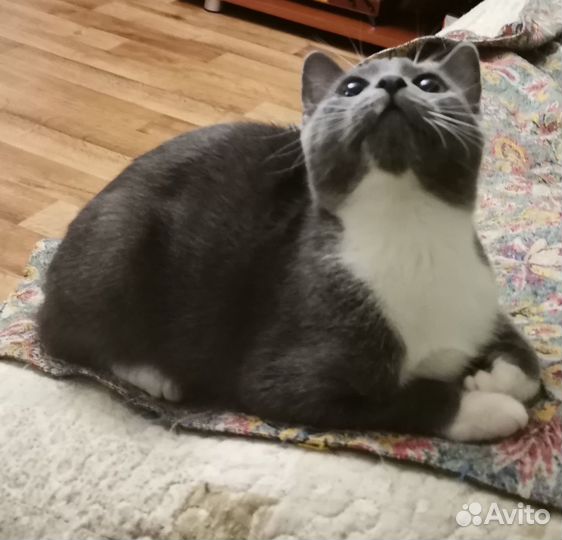 Котенок девочка, 5 мес