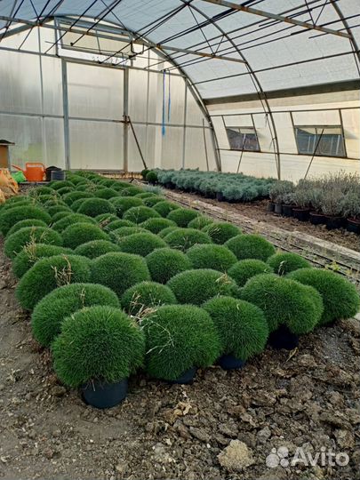 Продам растения