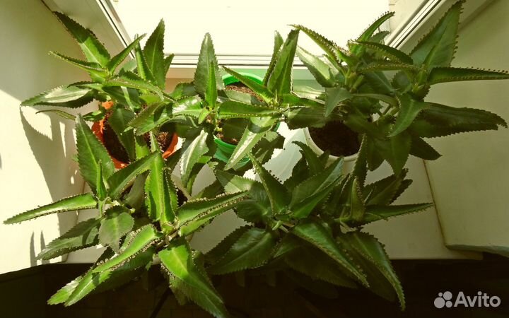 Каланхоэ дегремона