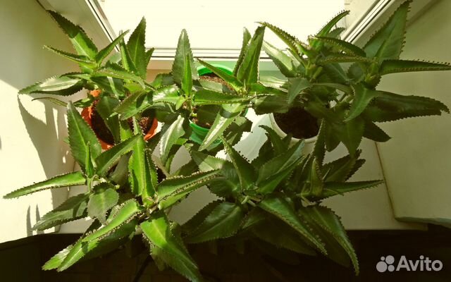 Каланхоэ дегремона