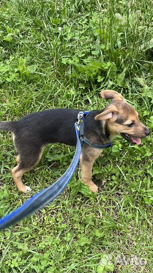 Щенок маленькой породы в добрые руки