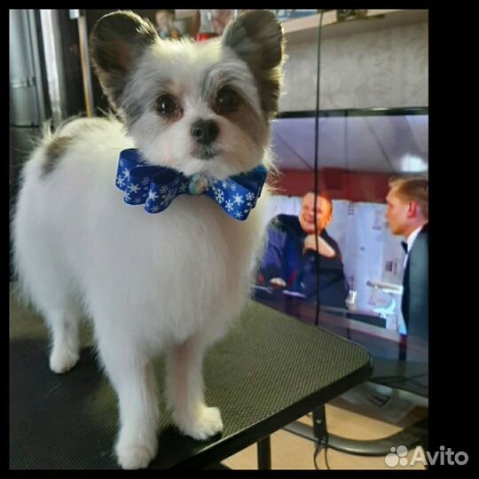 Стрижка собак мелких и средних пород