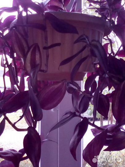 Цветы комнатные