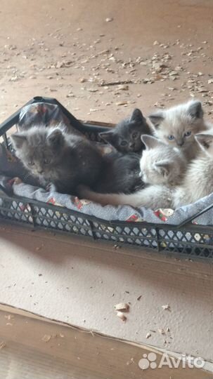 Отдам котят в добрые руки