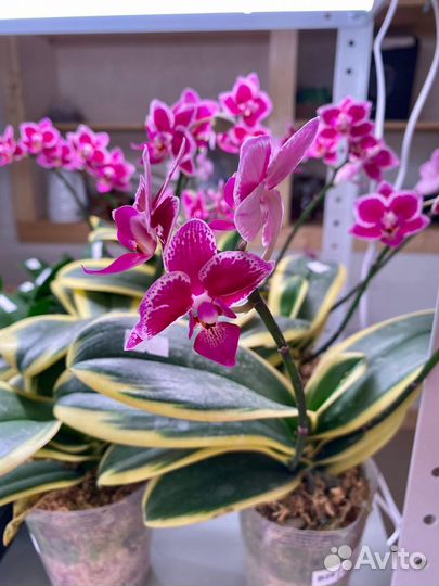 Неповторимые азиатские орхидеи от Miki Orchid