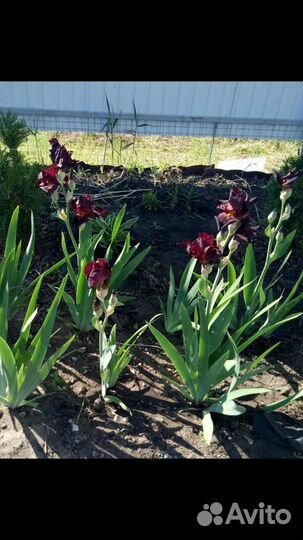 Излишки сортовых ирисов