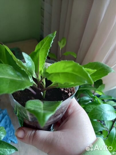 Джинура листья бога