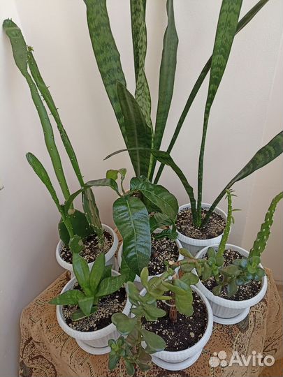 Комнатные цветы