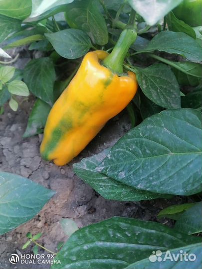 Рассада перца Русский гигант желтый