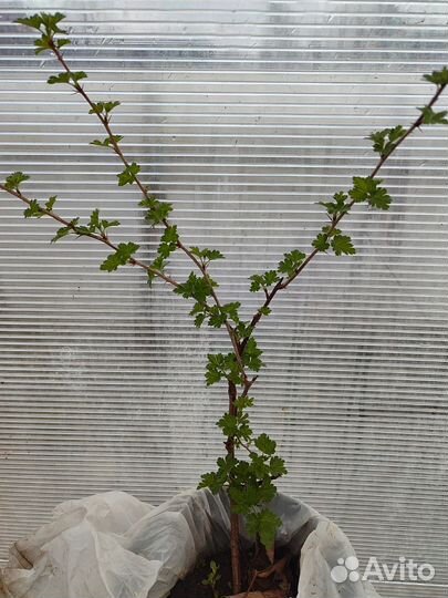 Саженцы крыжовника красного, зелёного, Йошта