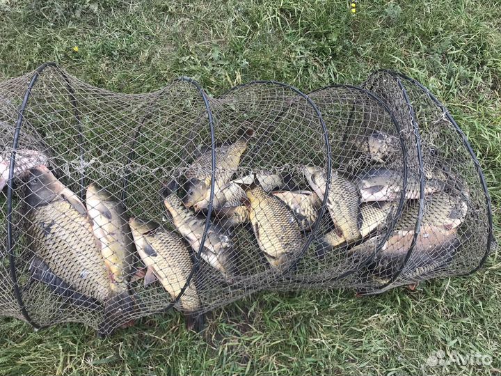 Живая рыба карп