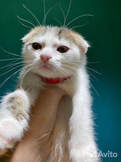 Кошки вислоухие