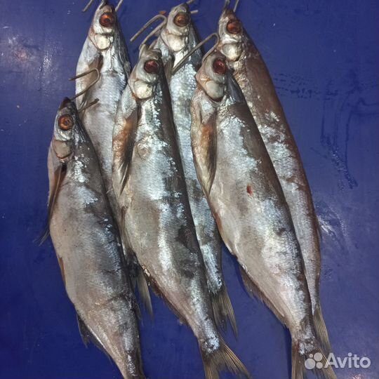 Продается вяленная чехонь