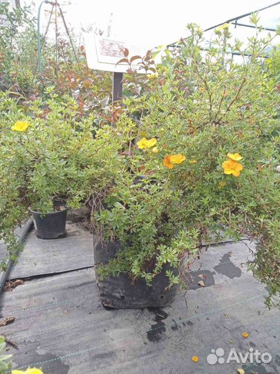 Лапчатка кустарниковая