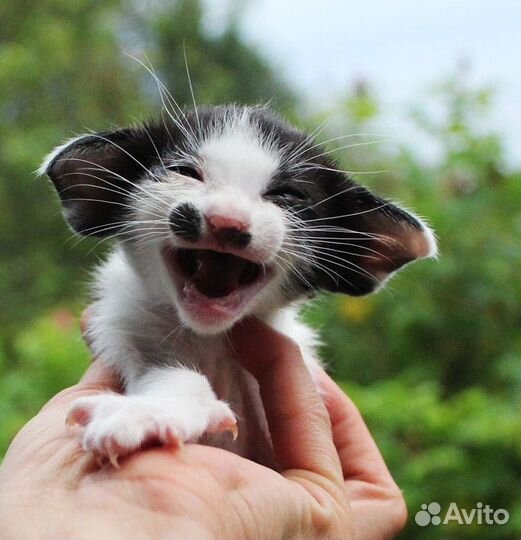 Ориентальная кошка