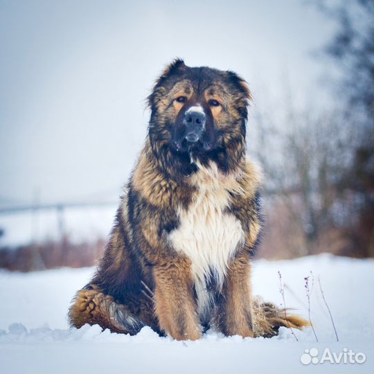 Кавказская овчарка в дар