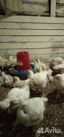 Куры бройлеры