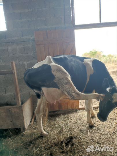 Корова высокоудойная