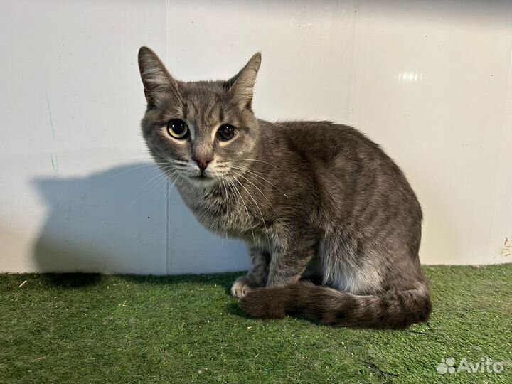 Кот в добрые руки