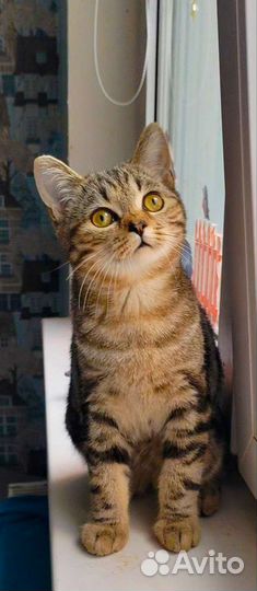 Шотландий клубный скоттиш-страйт котик