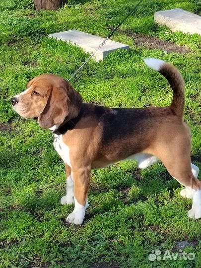 Бигль вязка