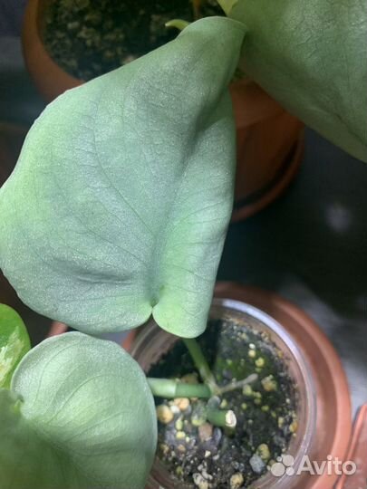 Сциндапсус платинум