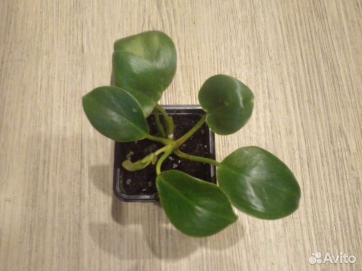 Филодендрон биркин