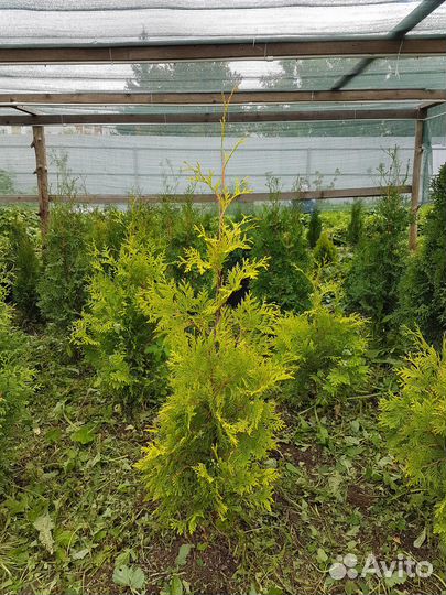 Туя брабант