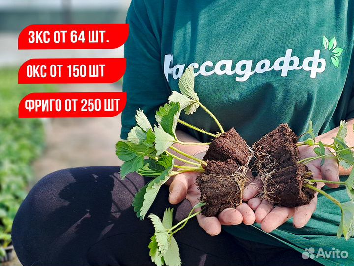 Рассада клубники. Опт от 64 шт