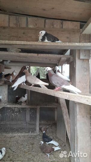 Продажа голубей