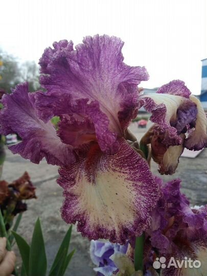 Ирисы бородатые