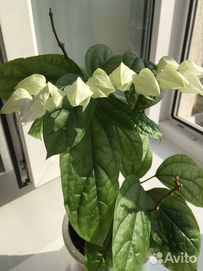 Комнатные растения