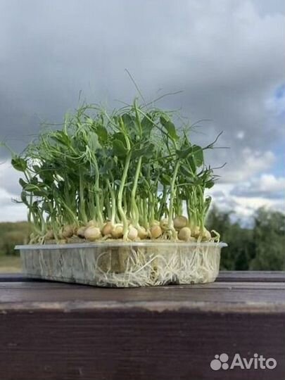 Микрозелень горох