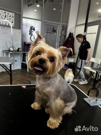 Грумер на дому или с выездом