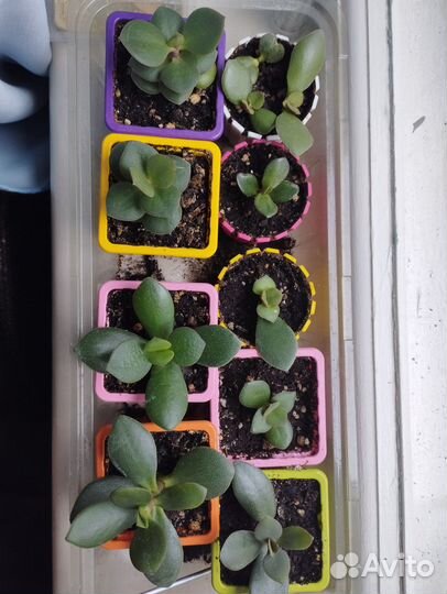 Денежное дерево подарок