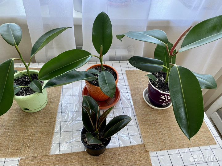 Фикус мелани эластика / фикус комнатные цветы