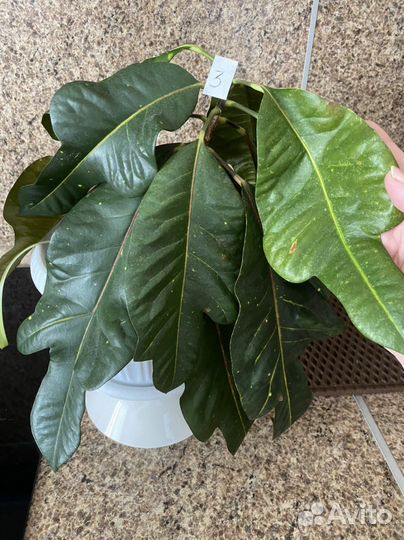 Комнатные цветы