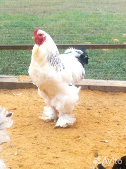 Петухи Брама Колумбийская