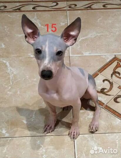 Американский голый терьер щенки