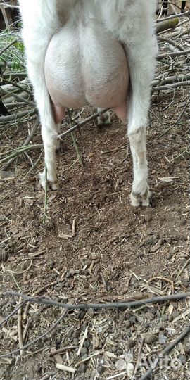 Козлики на племя