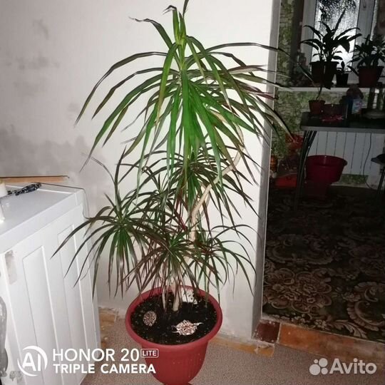 Пальма драцена