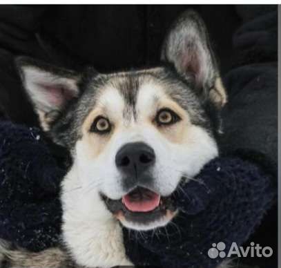 Собака в добрые руки