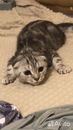 Шотландский вислоухий кот вязка