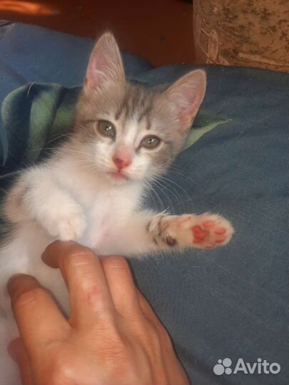 Котенок мальчик бесплатно в дар
