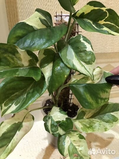 Эпипремнум White var Big Leaves