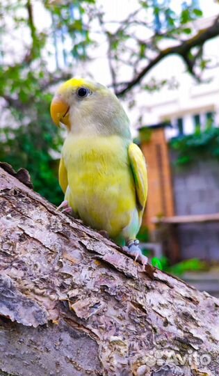 Попугай ожереловый с клеткой(ручной)