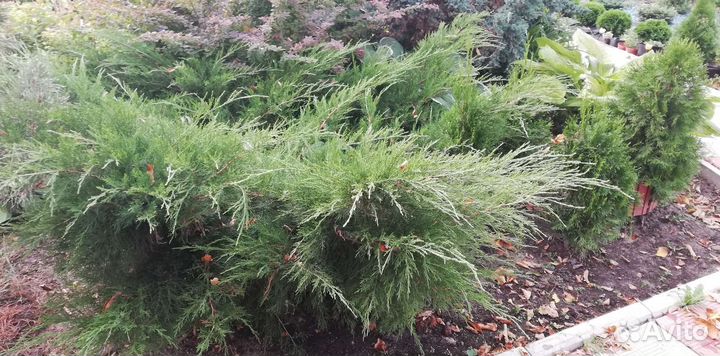 Можжевельник казацкий