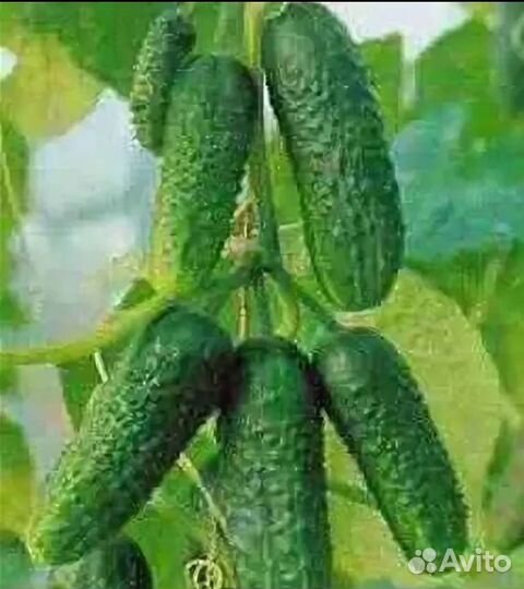 Огурец ягуар f1 семена 10шт