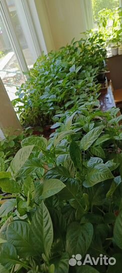 Рассада помидор и перцев